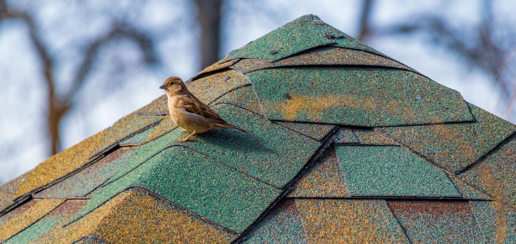 Sparrow perched on colorful roof shingles in a natural setting, Salt Lake City.
